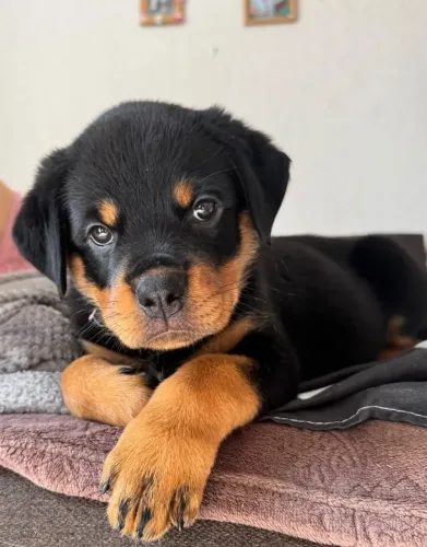 Rottweiler lindo e saudavel