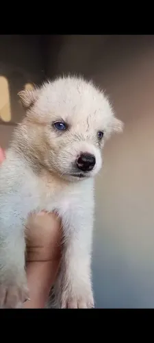 Filhotes de husky siberiano