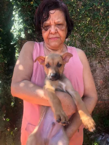 Lindo filhote - Pai Pastor Belga e Mãe Mestiça de Olhos Claros!