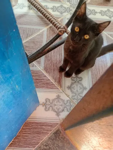 Gato Adoção.