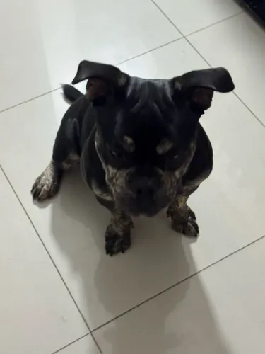 American bully micro