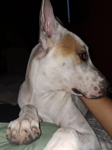 DOAÇÃO CÃO BRAVO PRA VIGIAR SITIO OU TERRENO 