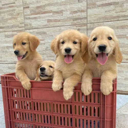 Golden puros fêmeas e machos pedigree