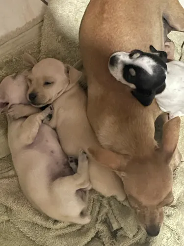 Pinscher macho 1