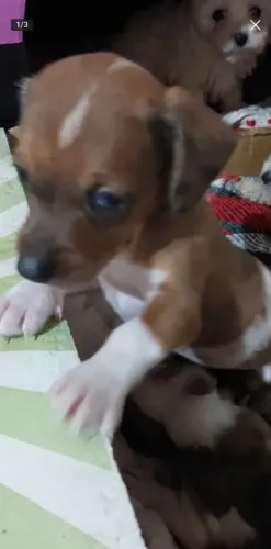 Bassete danchshund arlequim modadinho