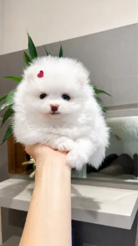 Filhotes de Lulu da Pomerania 