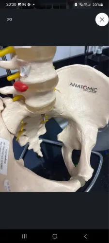 Modelo de coluna vertebral