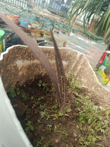 Mudas de Bismak (palmeira azul)