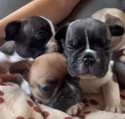 Bulldog francês fortes e carinhosos