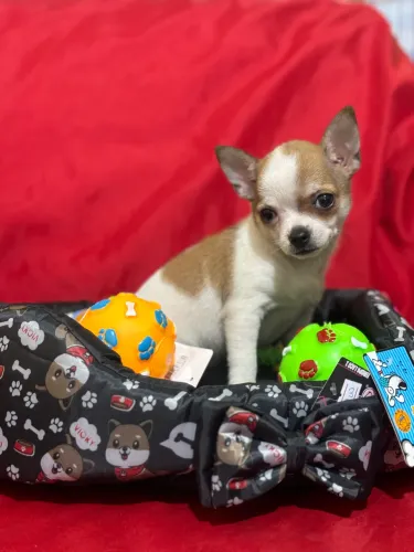 Chihuahua pelo curto macho e fêmea parcelamos até 18 