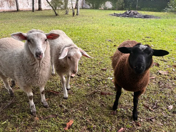 Vende-se Carneiros