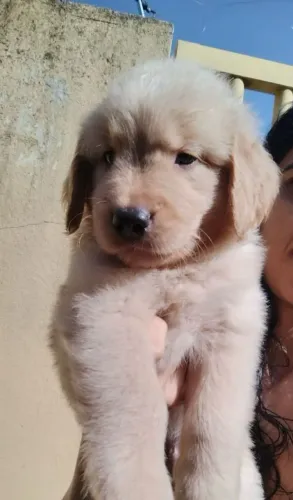 Golden Retriever incríveis