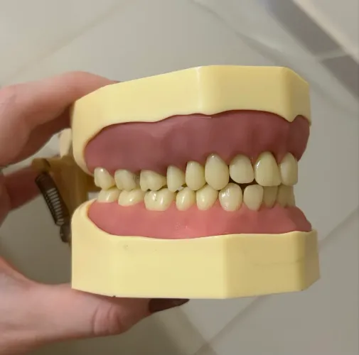 MANEQUIM ODONTOLÓGICO da ORAIS
