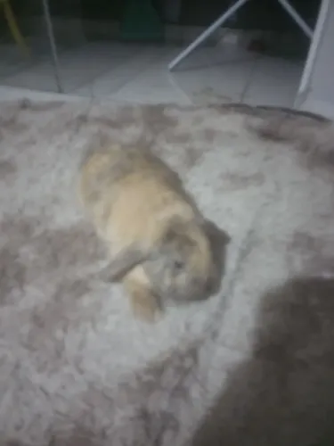 Doação de coelho