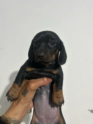 Filhotes de  Dachshund Black kaninchen 