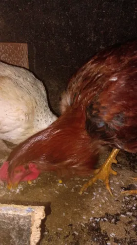 Galinha e galo