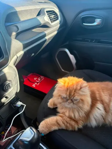 Gato persa p/ cruzar