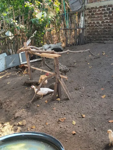 Vende-se OVO de pata e ovo de capoeira