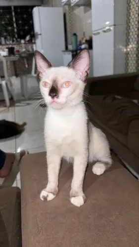 Doa se gato