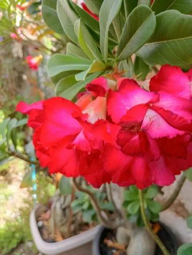 Rosa do Deserto 