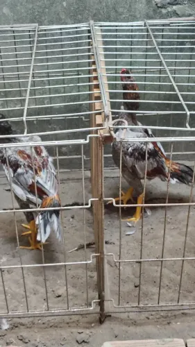 Vende-se frangos e frangas da raça Mura entre 5 e 6 meses valor individual r$ 300