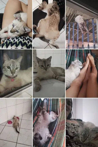Gata para doação 