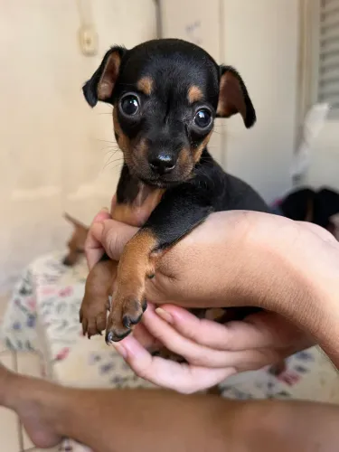 Cachorro pinscher