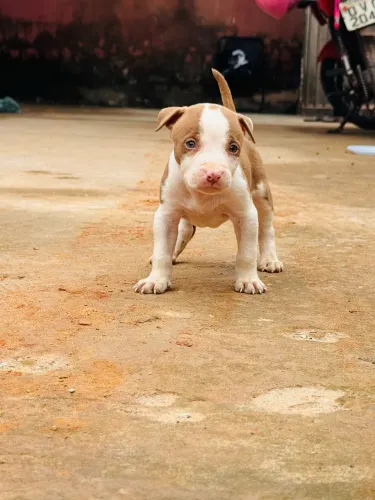 Vendo filhote de Pitbull RedNose