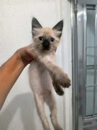Gato 2 meses para doação