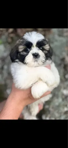 Vendo Filhotes de Shi-tzu