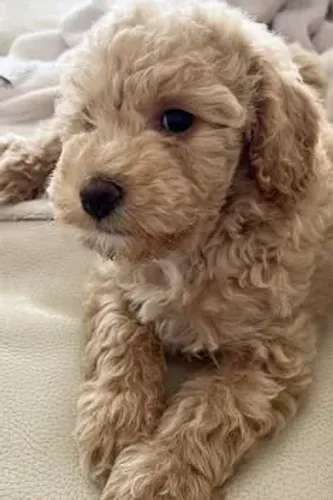 Poodle - Pequenos companheiros criados com muito amor e dedicação