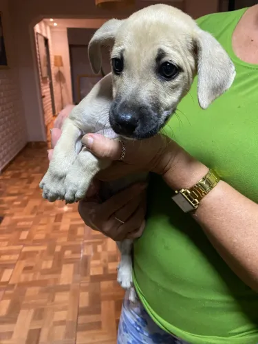 Cachorrinha super amável para doação! Filhote de apenas 1 mês e meio.