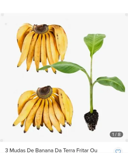 Muda de bananeira da terra ou comprida