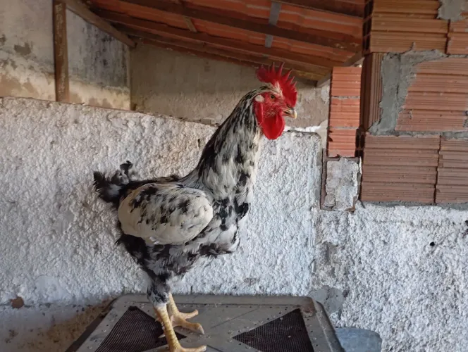 Frangos Gsb