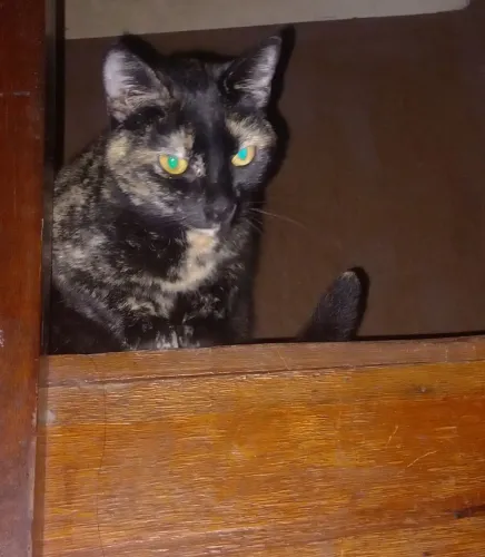 Doa-se Gatinha Castrada