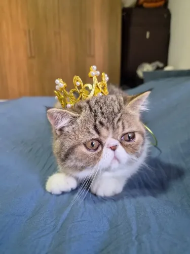 Filhote de Gato raça Exótico fêmea