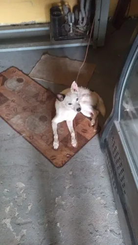 Doa-se um cachorro motivo me mudei para um apartamento e ele não é aceito no apartamento