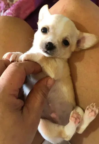 Machinho a pronta entrega 1 dose de vacina