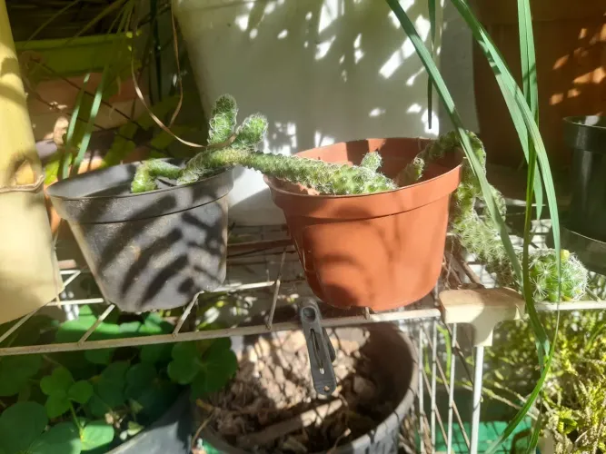Plantas Samambaia, Kalanchoe e cacto 