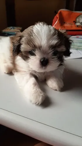 Filhote de Shih Tzu Com Muito Charme e Amor Para Dar