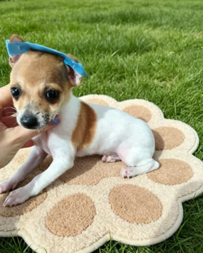 Pinscher Mini Encantador