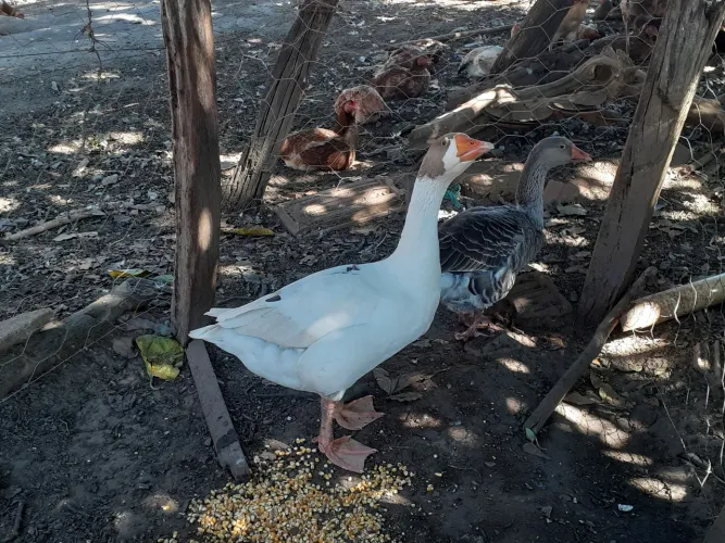 Vende-se um casal de ganso