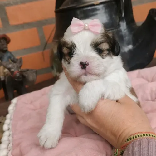 Filhotes de Lhasa Apso Fêmea 