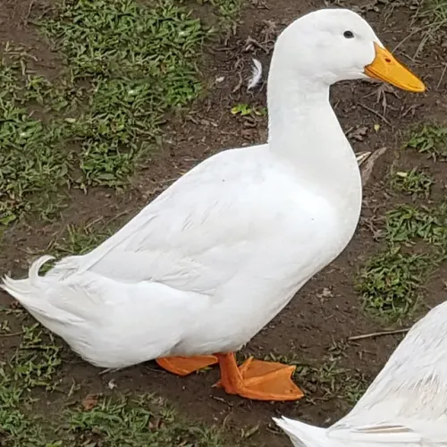 Marreco Pequim puro - Ovos Galados