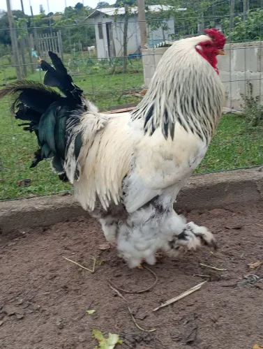 Vendo Galo Brahma 