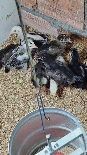 Vende-se um lote com 12 pintinhos da raça Mura com 20 dias valor do lote r$ 250