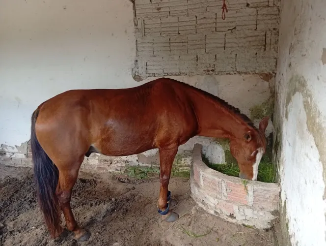 Cavalo para vender de esquerda