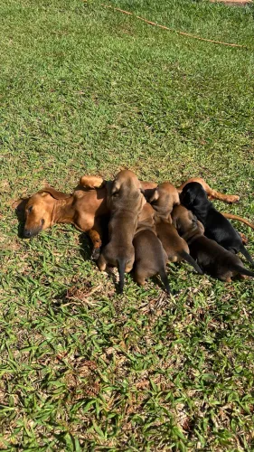Dachshund/ salsicha/fêmeas e macho