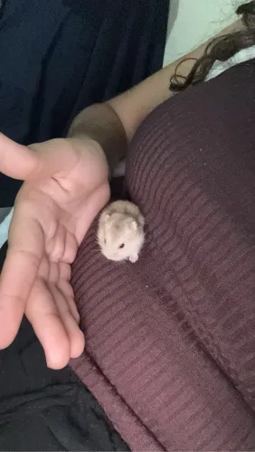 Hamster anao russo