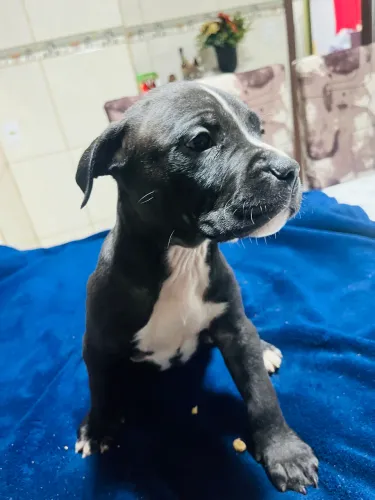 Cachorro